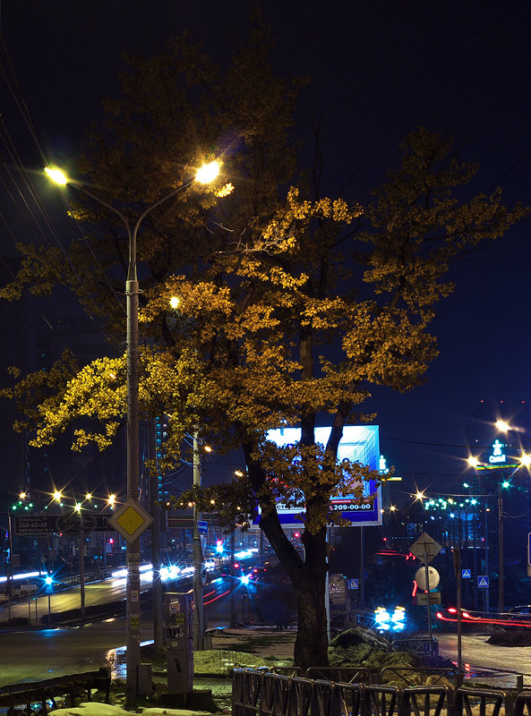 Дерево в вечернем освещении - Дмитрий Зубенин