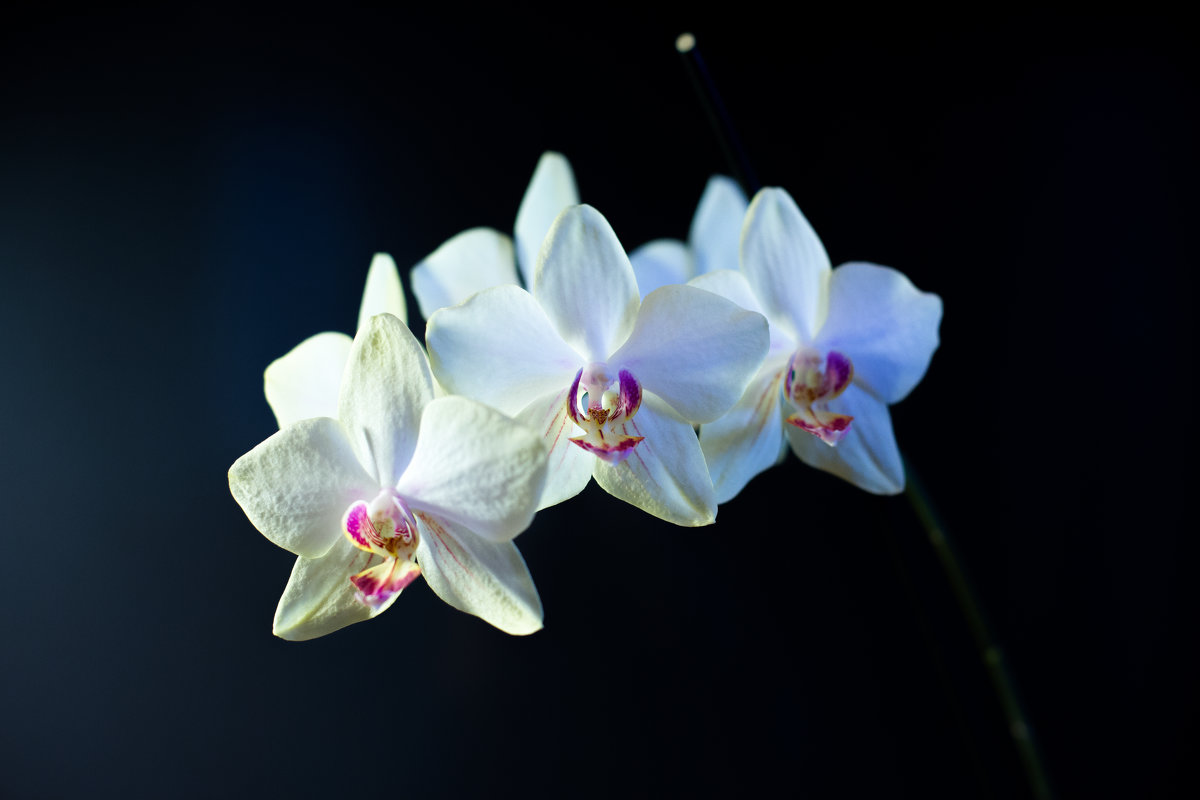 Орхидеи - ИГОРЬ ЧЕРКАСОВ