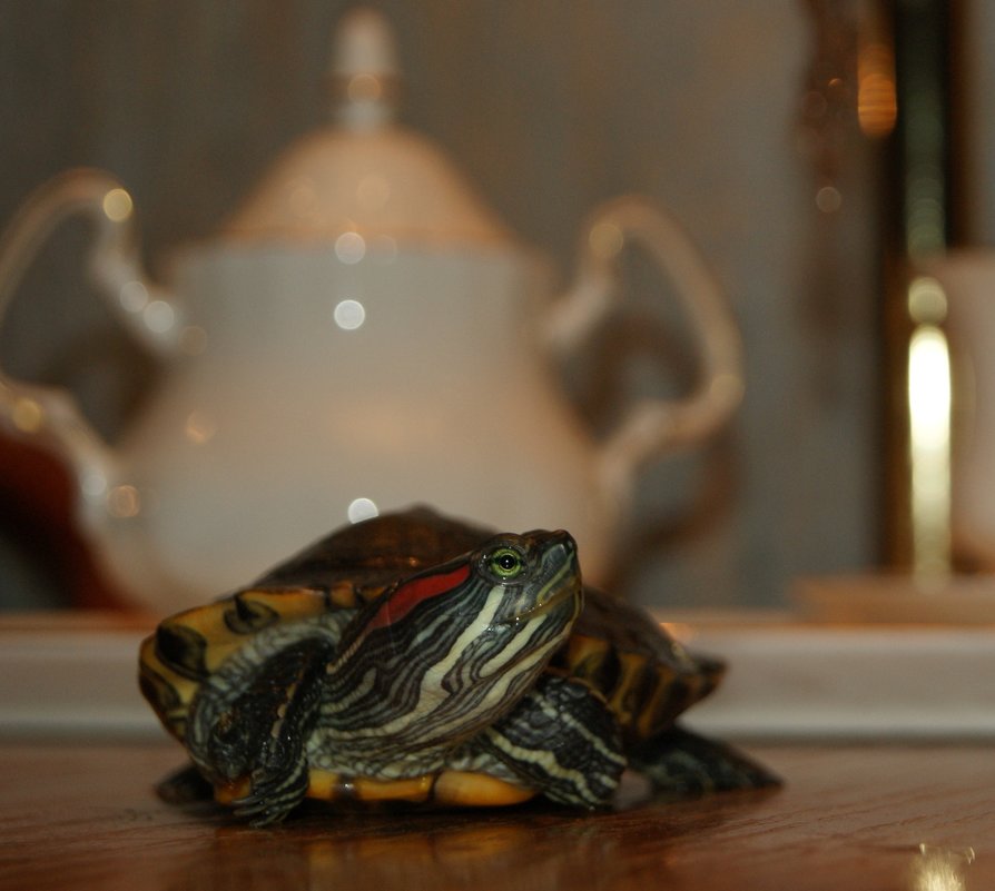 красноухая черепаха,Винтик - Galina Belugina