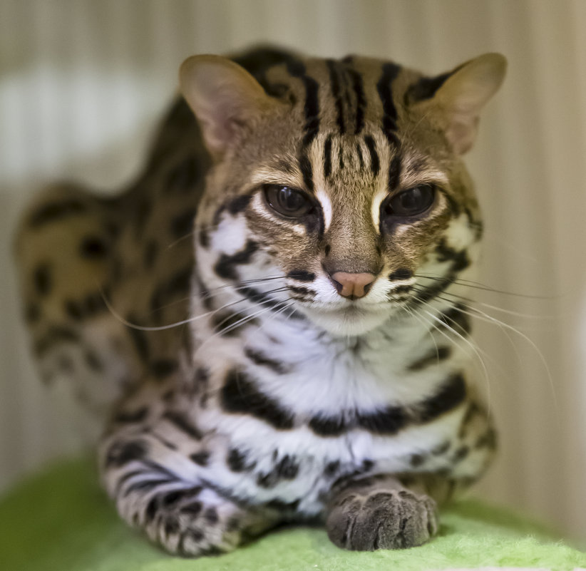 Азиатский леопардовый кот Томас - Владимир Поляков