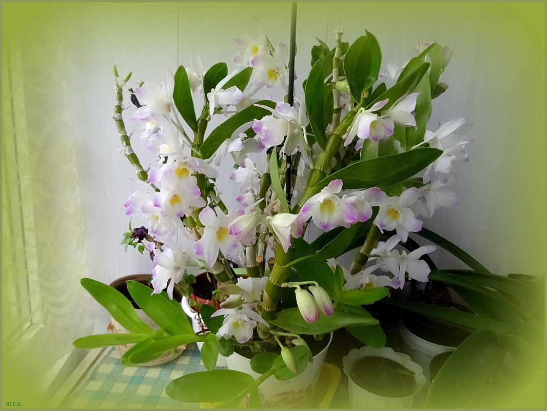 Орхидея дендробиум нобиле - Вера 