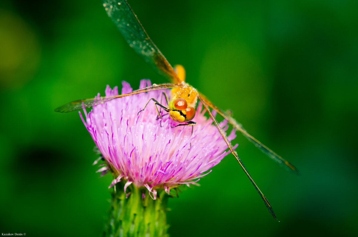 Dragonfly - Денис Казаков