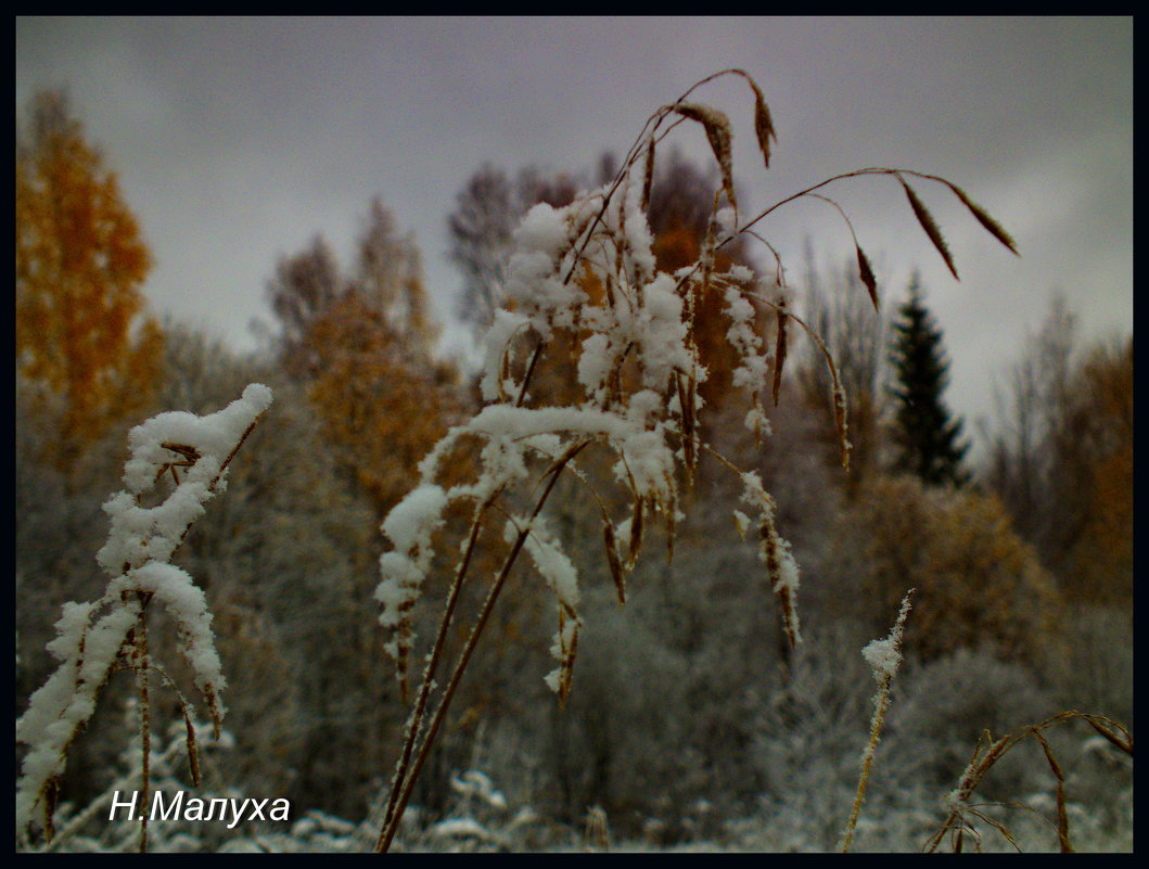 Первый снег - Николай Малуха