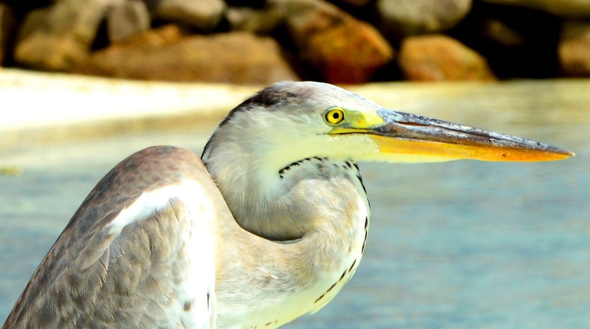 Maldivian Maakana - Olga Chertanovskaya