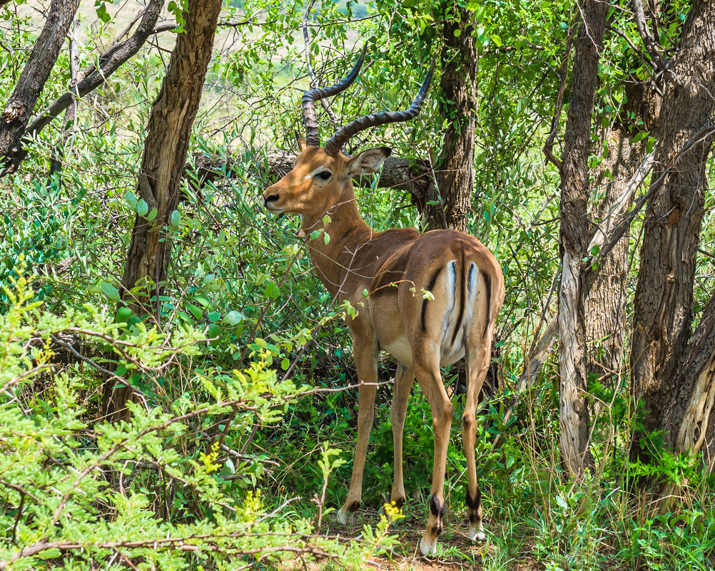 Pilanesberg national park. ЮАР - Ирина Кеннинг