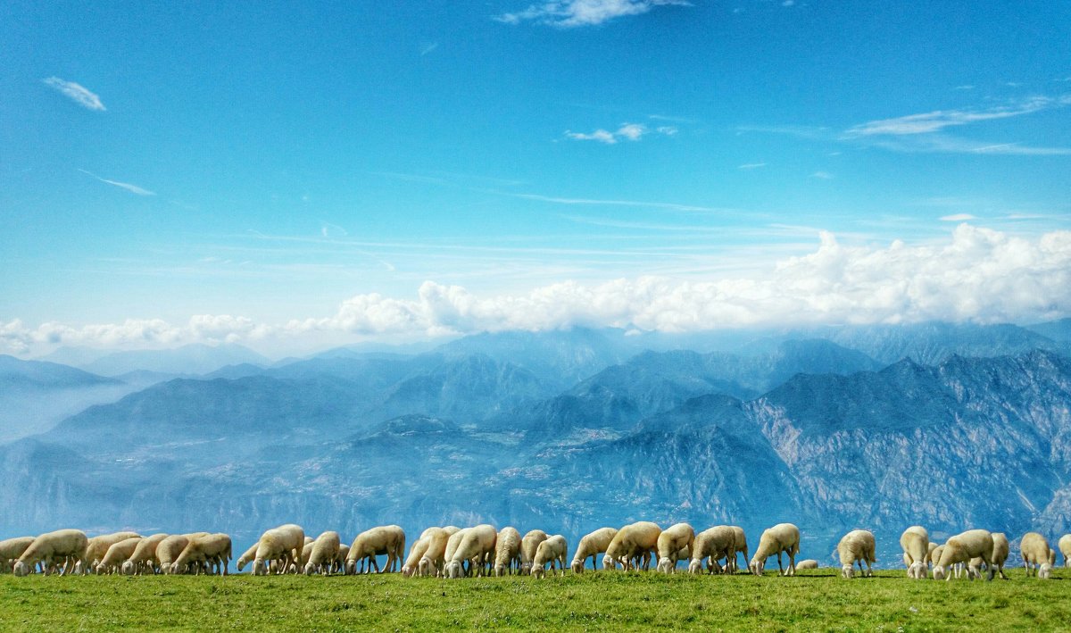 Артём Костюшин - Овцы на склоне Монте Бальдо, Италия - Фотоконкурс Epson