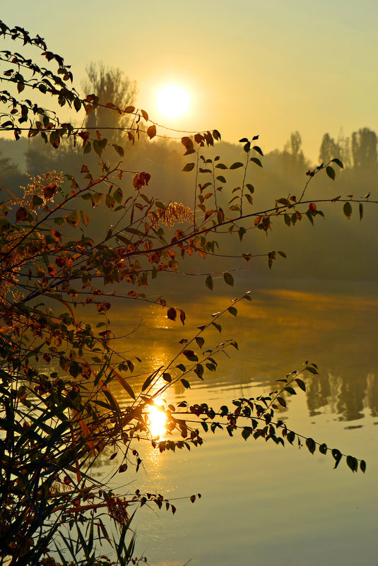 Утро на озере - Nina Streapan