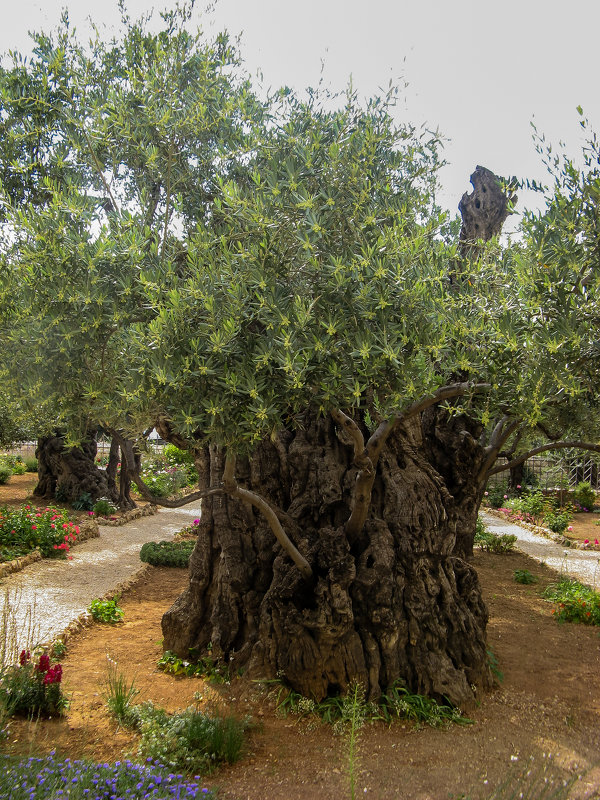 Оливковое дерево из Гефсиманского сада. - Elena Izotova