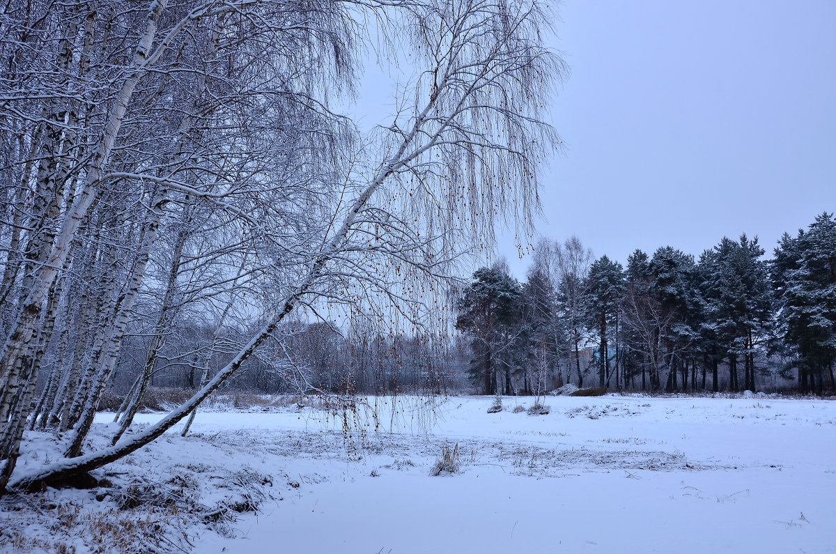 Мелодия зимнего леса - Miola 