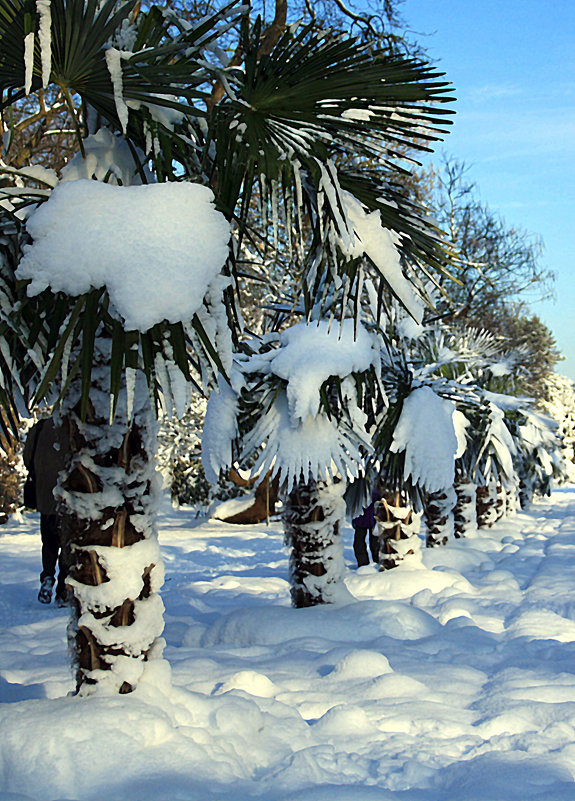 Снежные пальмы - Alexander Andronik