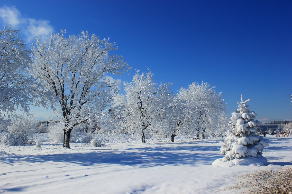 Снежные деревья - Олег Петрушин