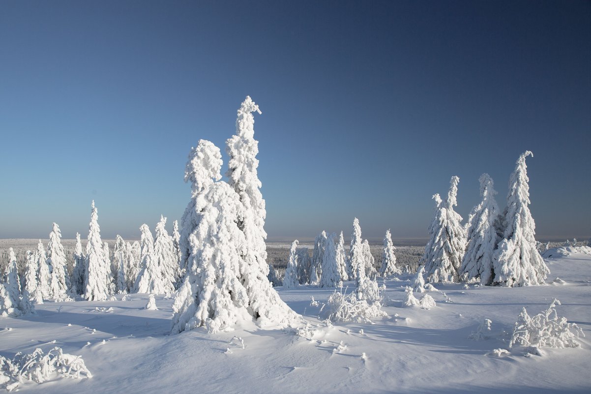 Зима в лесу - Анатолий 