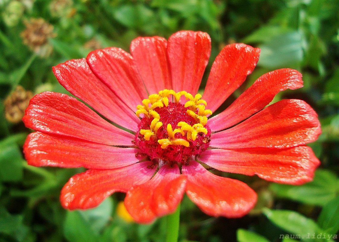 Лаковый цветочек - Лидия (naum.lidiya)