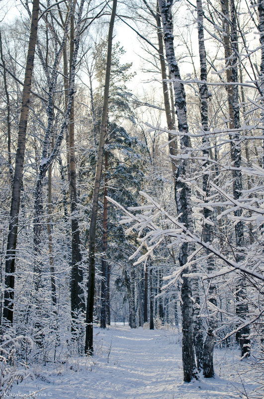 Зимний лес - Денис Казаков