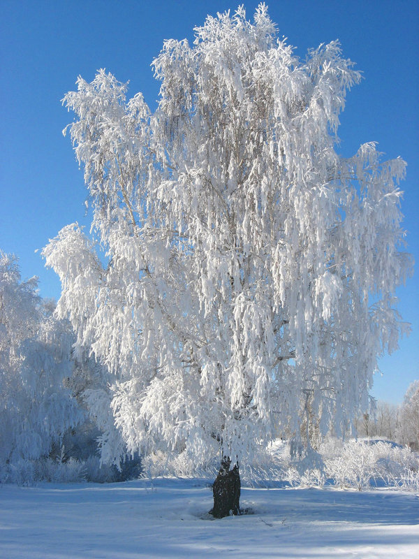 В зимнем наряде - Геннадий Ячменев