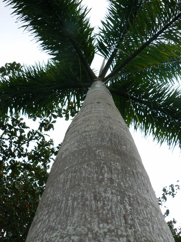 Пальма - grovs 