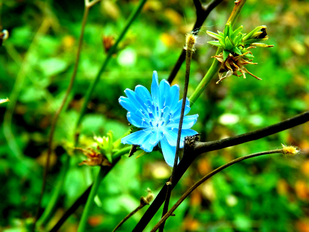 голубое пятнышко,на фоне зеленого - Елизавета Белянина