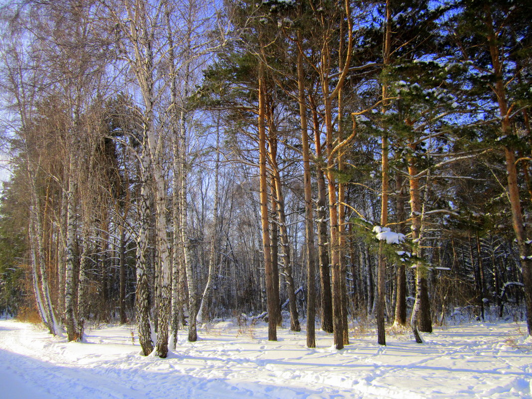 Солнечный зимний день , декабрь  2014 года . - Мила Бовкун