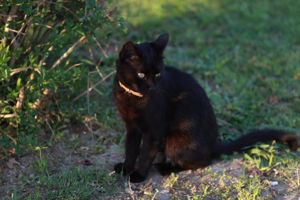 Черный кот - Артем Бардюжа