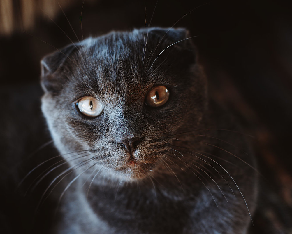 Grey Cat - Денис Земляков 