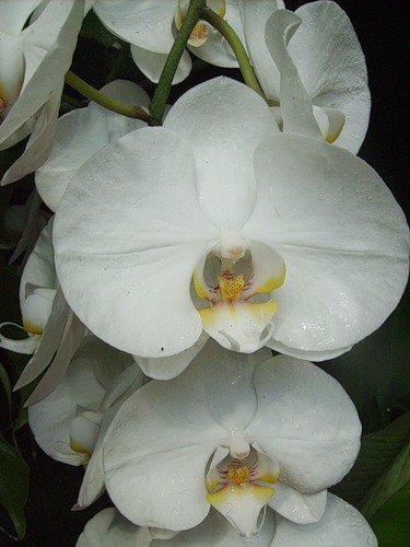 снежные орхидеи - Valentina Lujbimova [lotos 5]