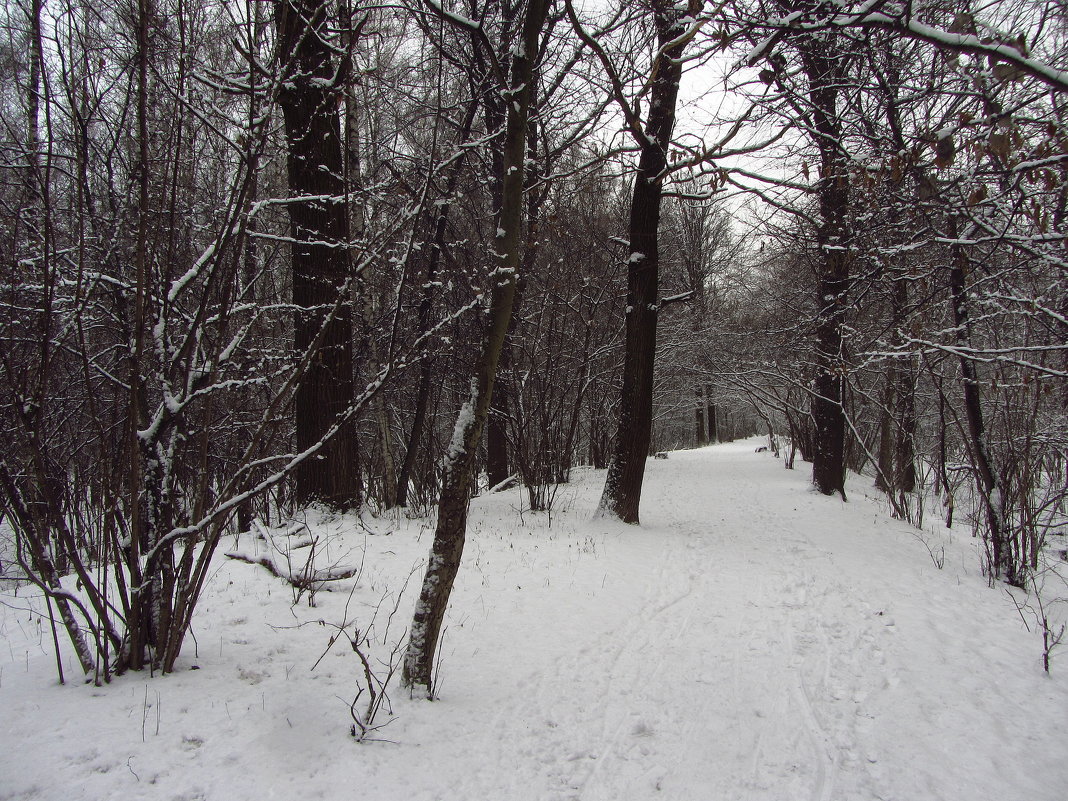 IMG_8178 - Мы много раз в году радуемся снегу - Андрей Лукьянов