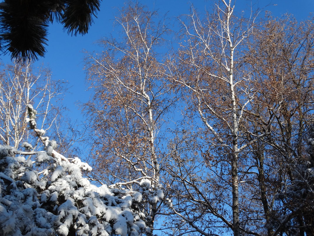 Зима,берёзы и сосны в снегу... - Тамара (st.tamara)