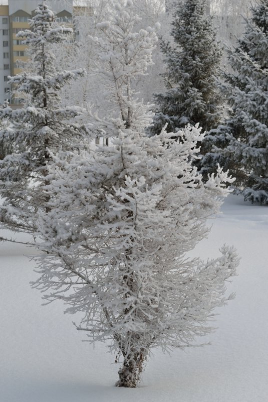Зима в городе - Шухрат Батталов