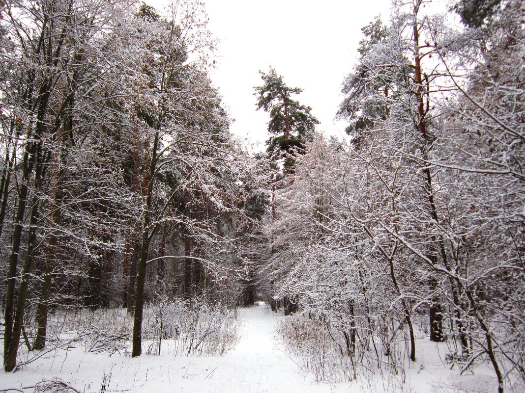 Под утро выпал снег - Андрей Снегерёв