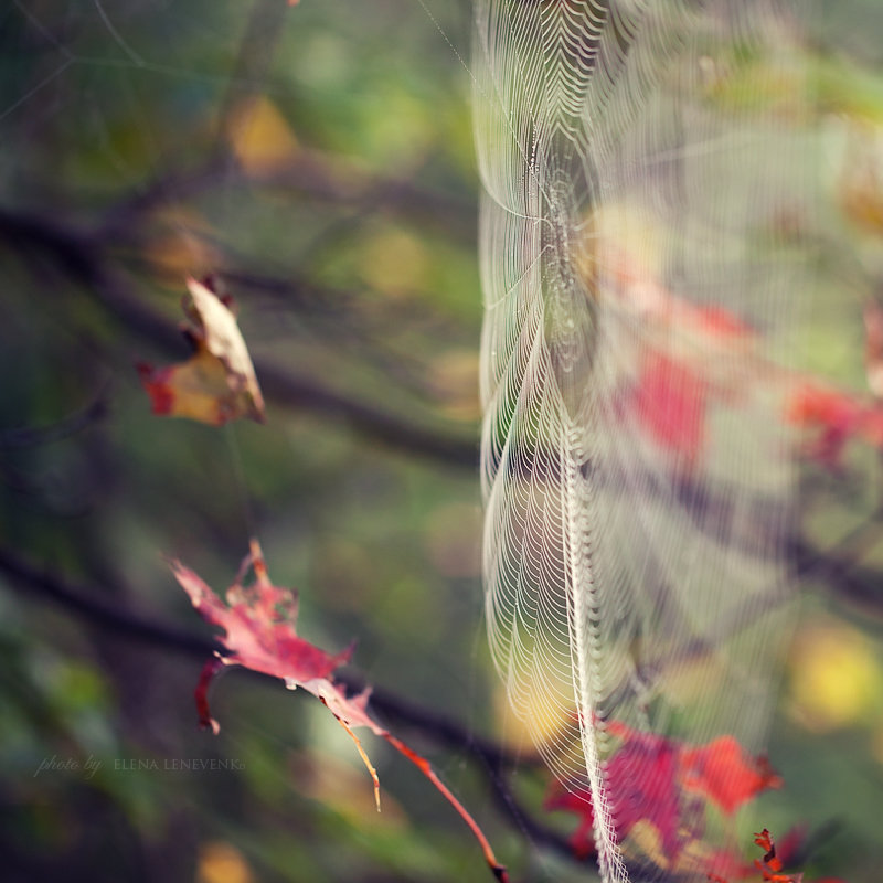 То ли листья в паутине,.... то ли паутина в листьях... - Елена Леневенко