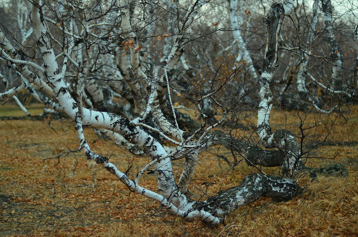 пьяные берёзки - Юрий Винницкий