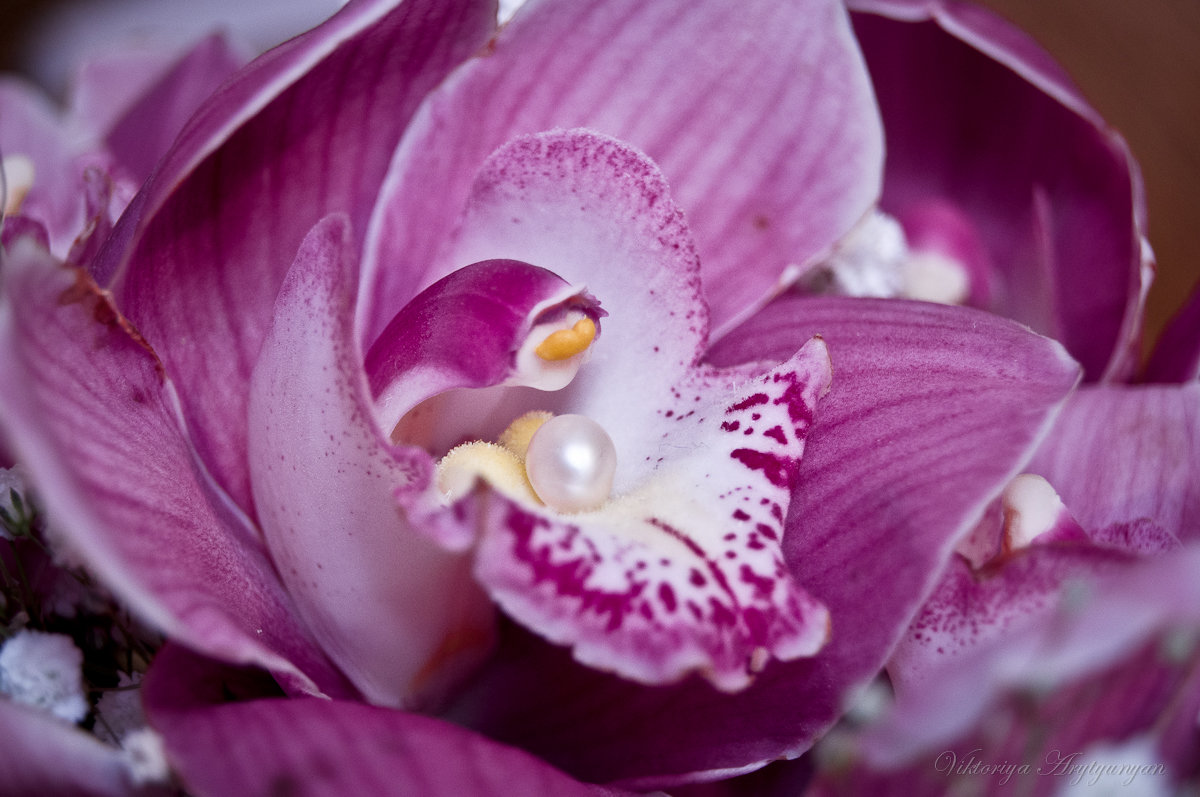 Сердце орхидеи - 2903 nika