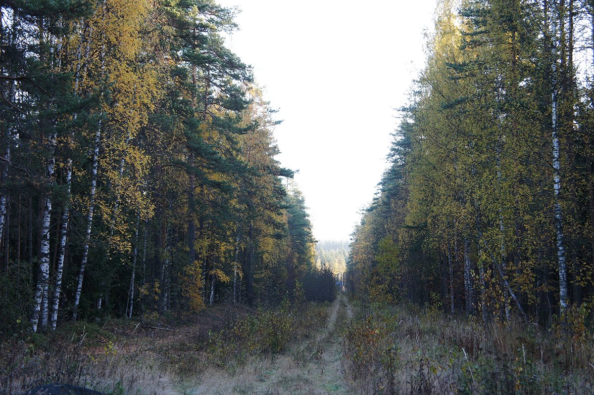 Карельский лес - Елена Павлова (Смолова)