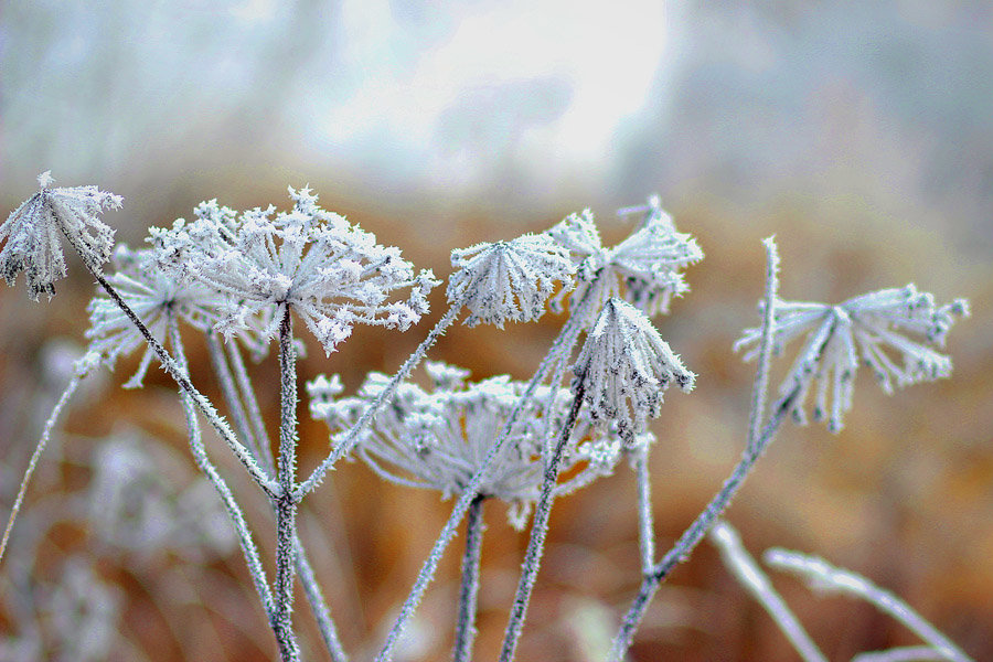 Морозное утро - Василек photo