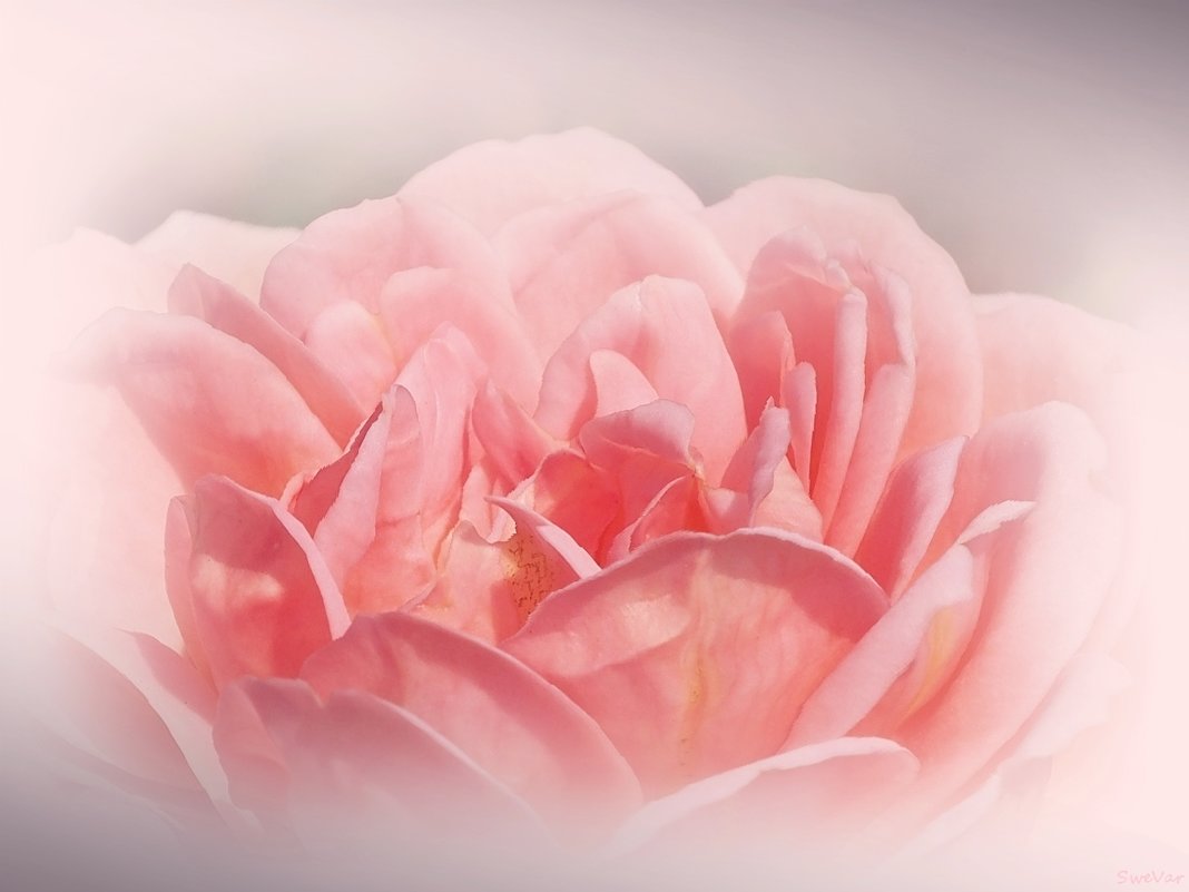 Розовая мечта - wea *