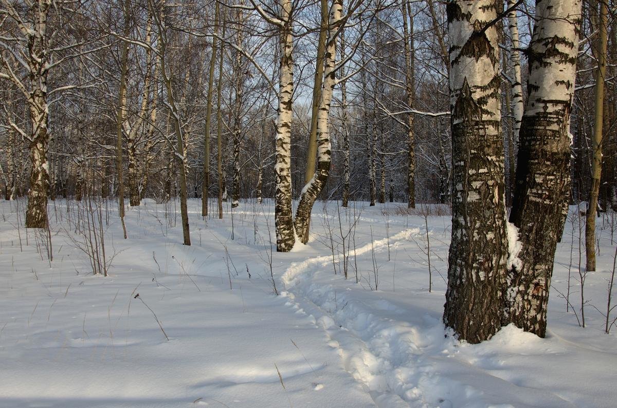В зимнем лесу - Валентин Котляров