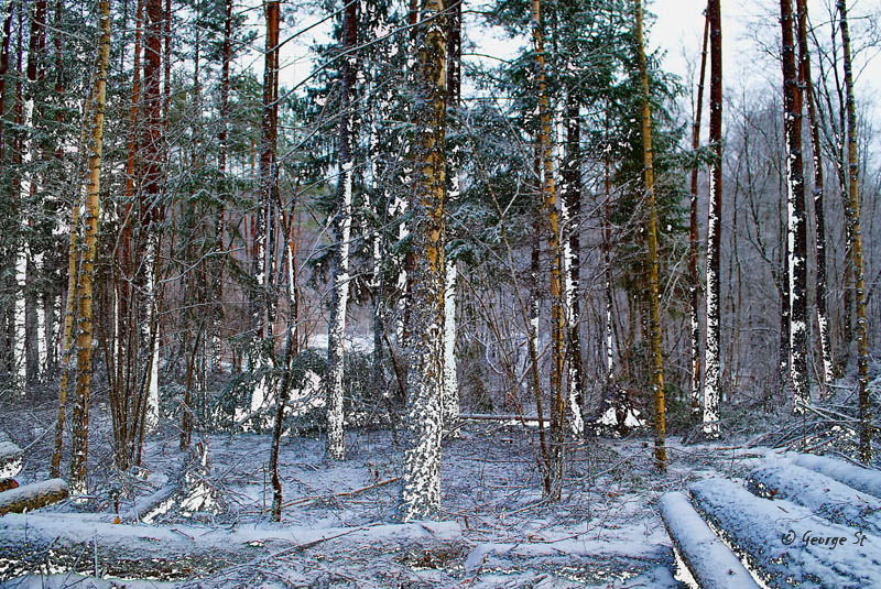 Зимний лес II - Георгий Столяров
