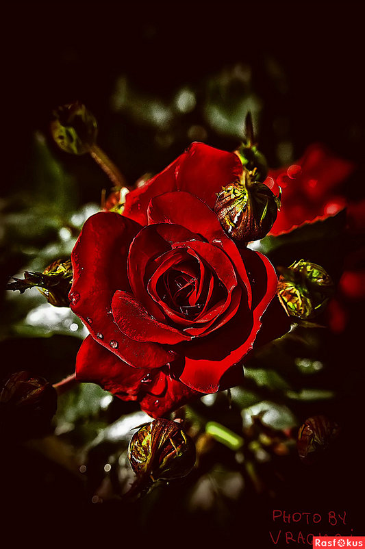 Red Rose - Антон Богданов