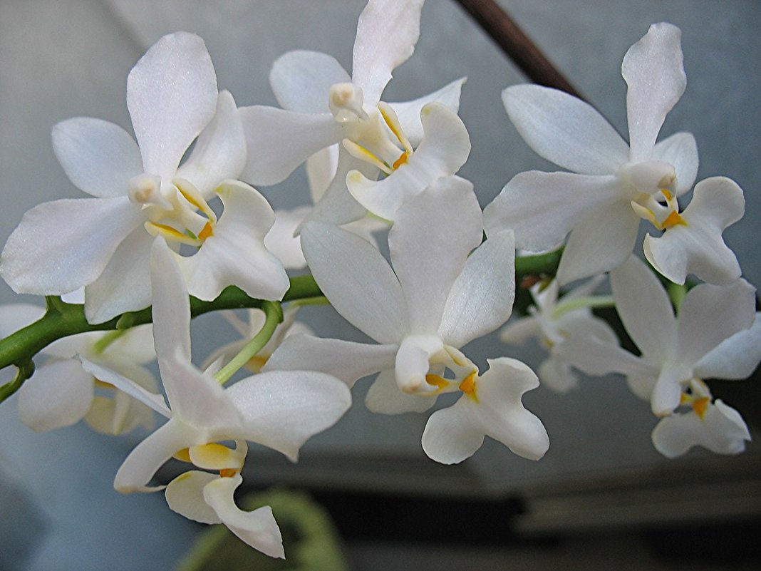 Орхидея - Елена Павлова (Смолова)