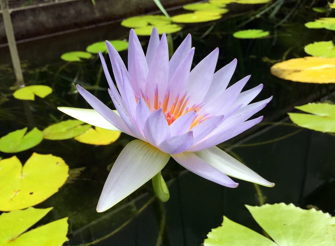 Nymphaea odorata