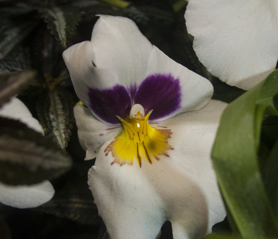 Орхидеи - marmorozov Морозова