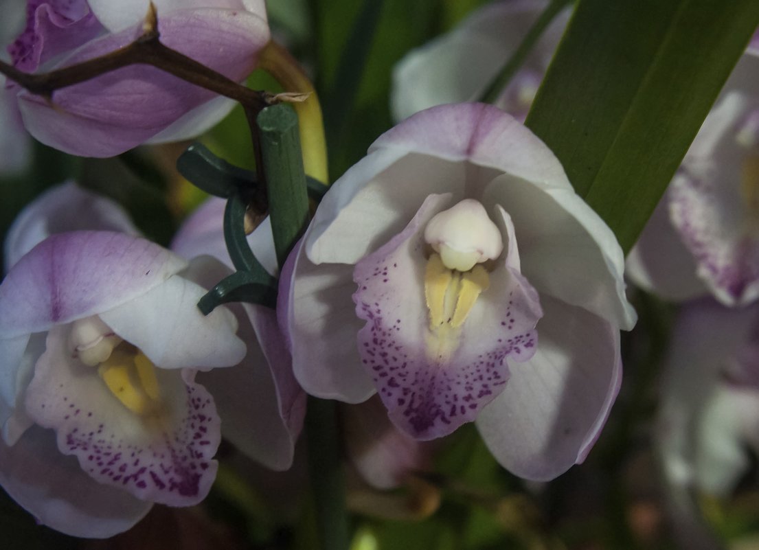 Орхидеи - marmorozov Морозова