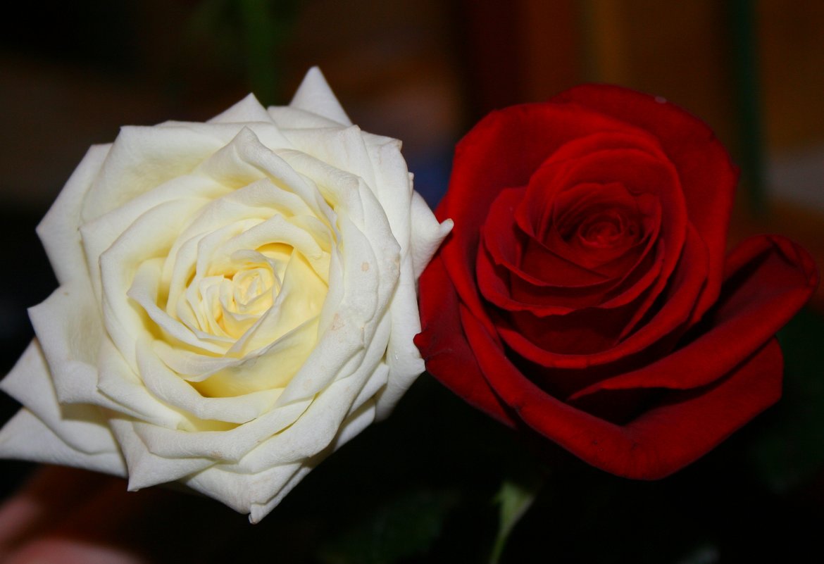 Красная Роза-Праздник, Белая Роза-Новый Год ! - Damir Si