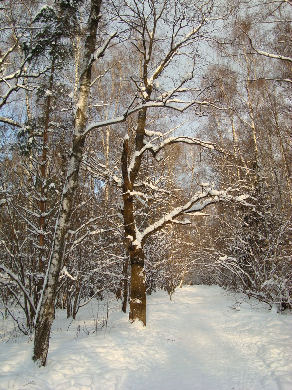 Цвета зимы - Андрей Лукьянов