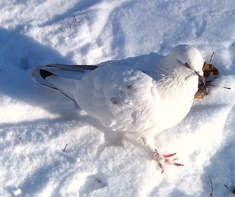 Снежный голубь! - Наталья 