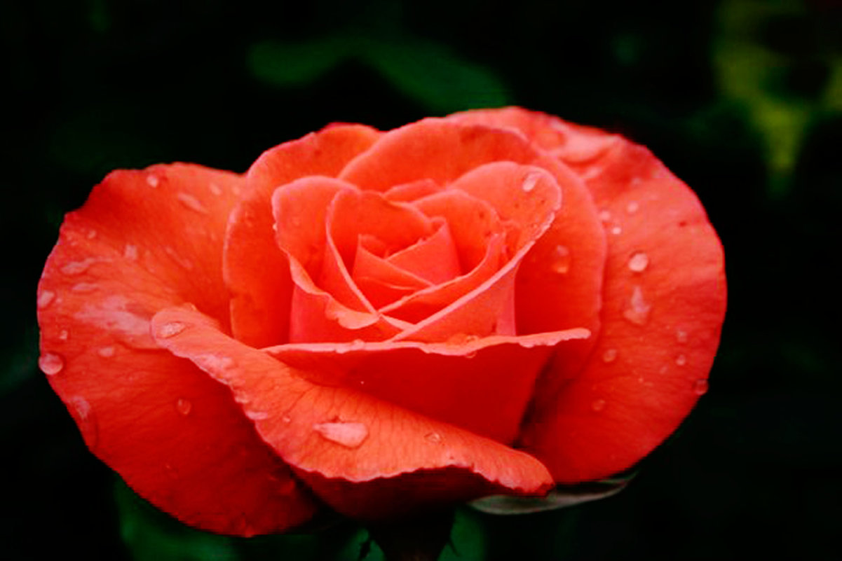 Роза после дождя - Алена Бестик