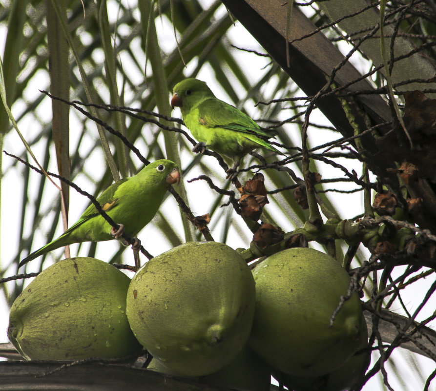Бразилия. Попугаи на кокосовой пальме - Сергей Глотов