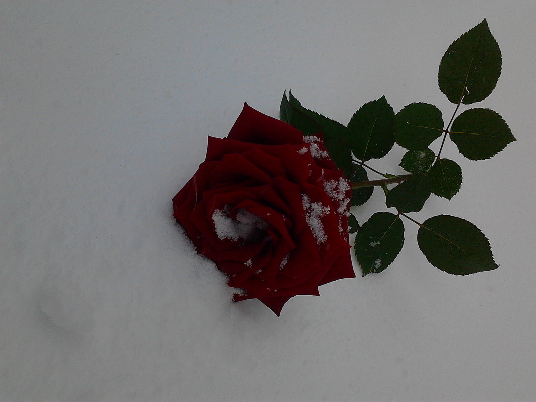 роза на снегу - оксана 