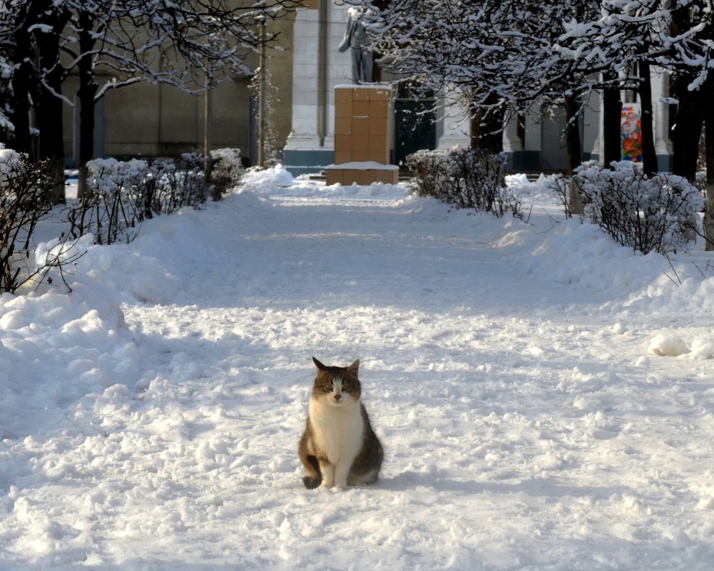 Зимний котик - Marina Timoveewa