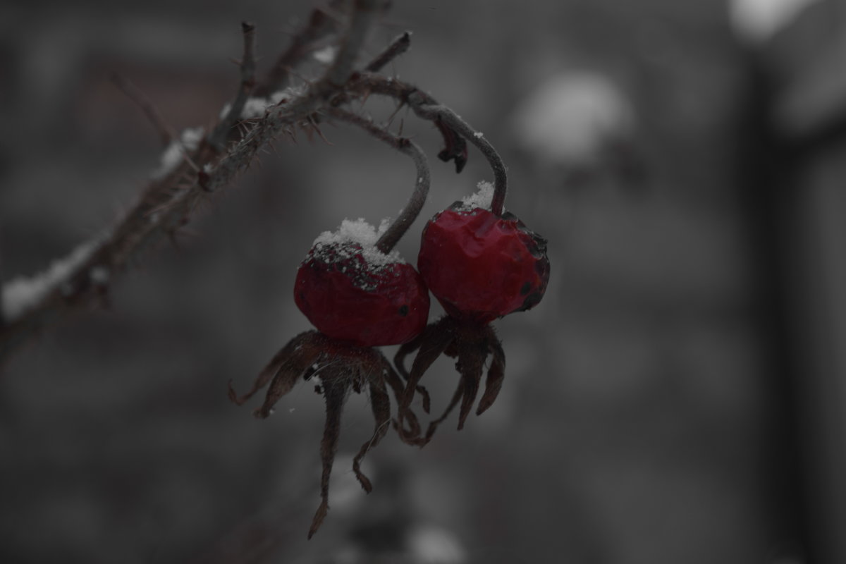 Зимняя ягода - Наталья Ремизова